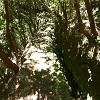 Plants: image 81 Of 208 Thumb